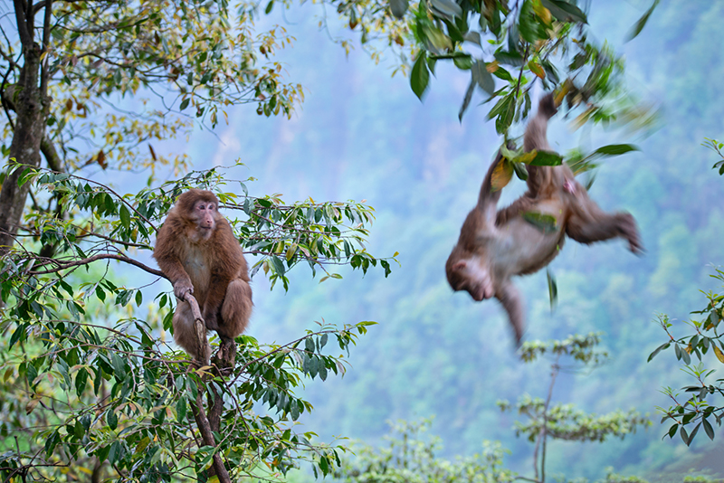 眉山洪雅：瓦屋山间美如画 避暑康养好去处_fororder_双猴嬉戏-摄影-熊武
