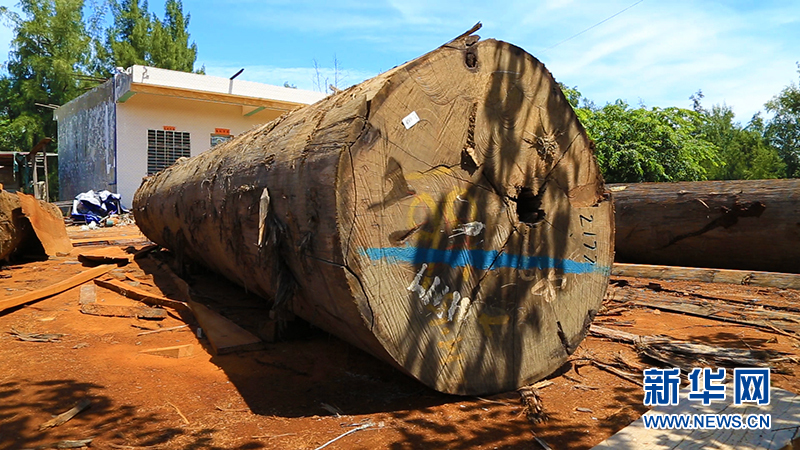 海南临高：探秘造船世家 看百吨木船如何造(组图)