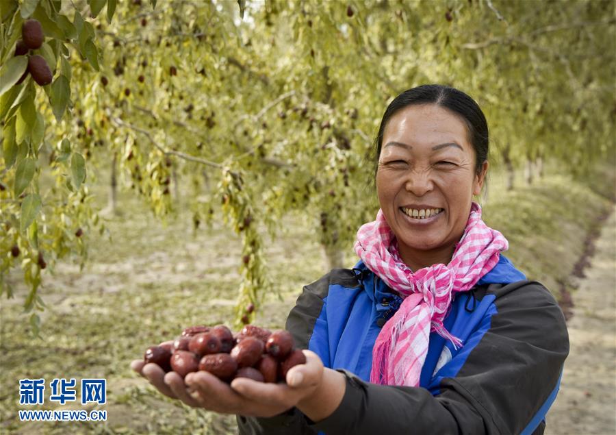 新疆若羌：红枣似蜜甜