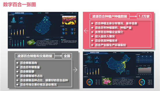“凌源百合”品牌发布会召开 将打造中国第一百合产业数字化模板_fororder_图片5