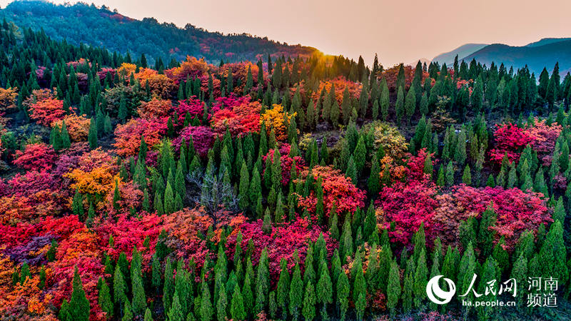 河南禹州：看滿山紅遍 層林盡染