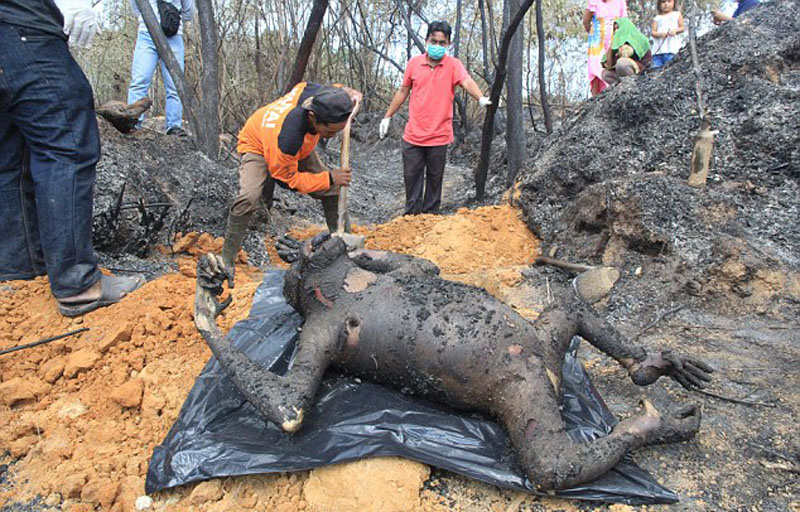 印尼保护区3只大猩猩被烧死 或是农民烧荒所致(组图)