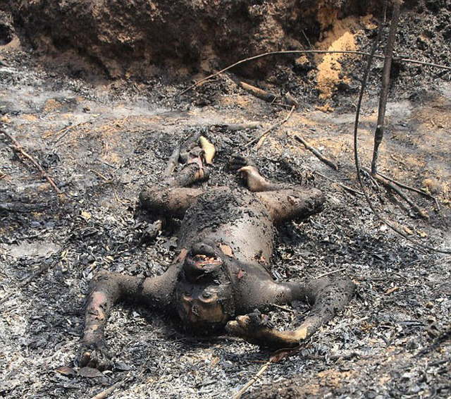 印尼保护区3只大猩猩被烧死 或是农民烧荒所致(组图)