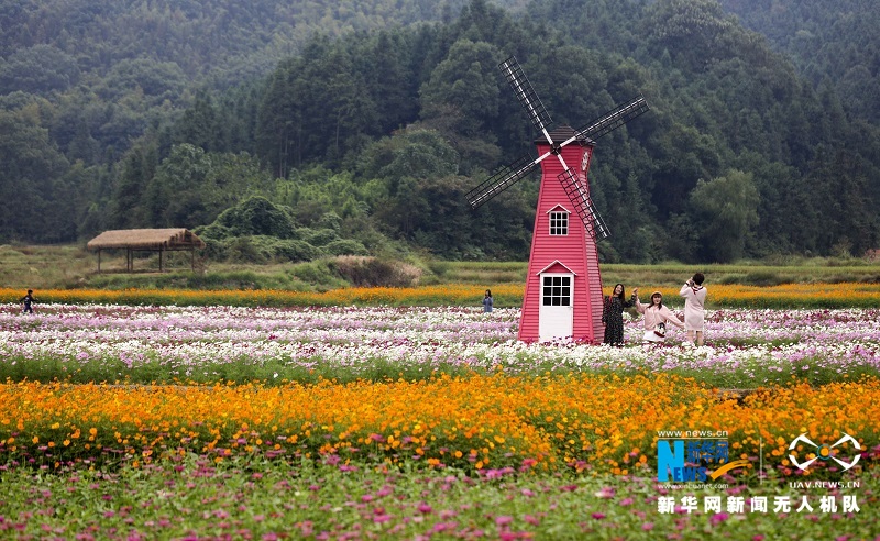 航拍江西新余“花海经济”助贫 绿水青山藏金山