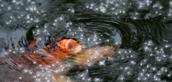 图片默认标题_fororder_网站用