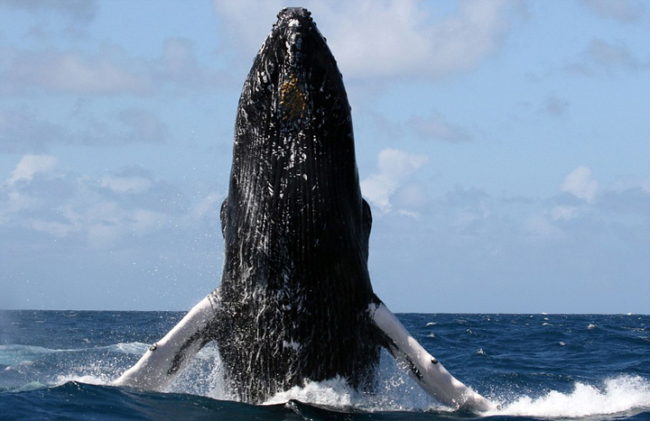 攝影師幸運抓拍座頭鯨躍出海面咆哮一幕