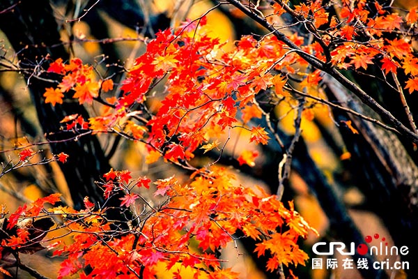 图片默认标题_fororder_白鸡峰2