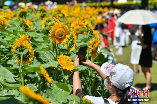 北京オリンピック森林公園のヒマワリが満開に　多くの人々を魅了_fororder_2