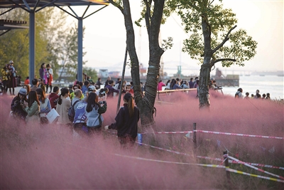 （旅游）南京市江心洲“粉色花田”一直会红到下月底