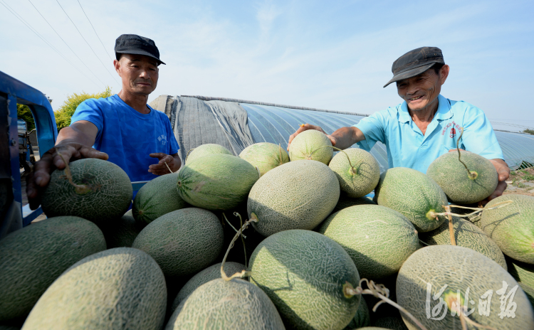 河北邯鄲：果蔬種植富農家