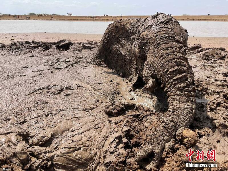 Yadda tawagar masu kiyaye muhalli halittu ta ceto wata giwa da ta makala a wata fadama a kasar kenya_fororder_0706-1