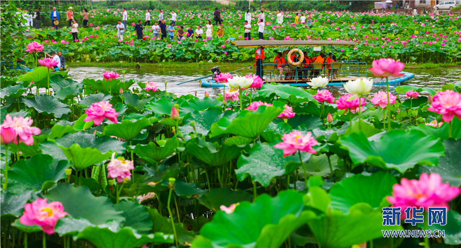 【城市远洋带图】重庆垫江：葱茏夏日长 满园荷花香