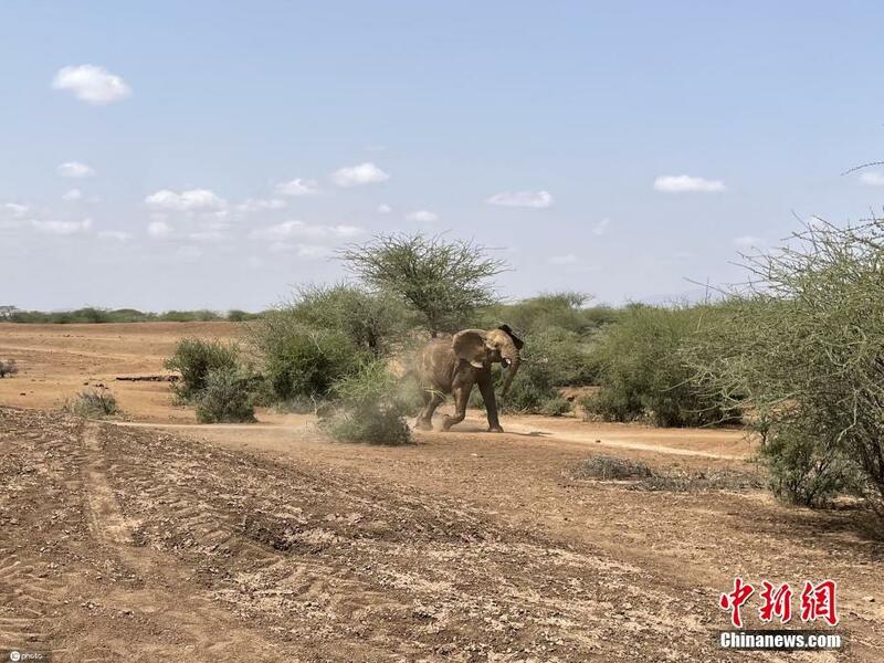 Yadda tawagar masu kiyaye muhalli halittu ta ceto wata giwa da ta makala a wata fadama a kasar kenya_fororder_0706-3