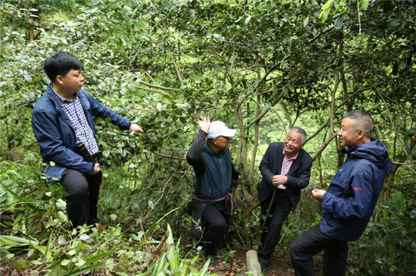 OK【湖北】助力脫貧攻堅 湖北巴東加快茶葉標準化建設