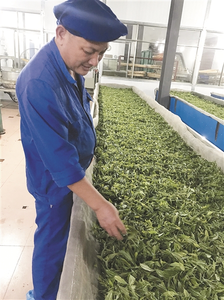 賀州昭平： 打響茶品牌 壯大茶産業