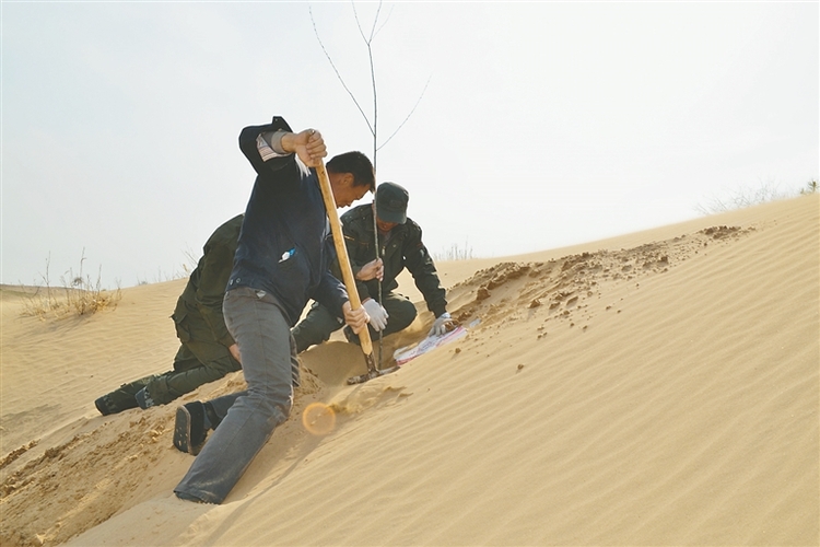 黑龍江省沙化土地減少93.75萬畝 從“西北風口”到“綠色林帶”