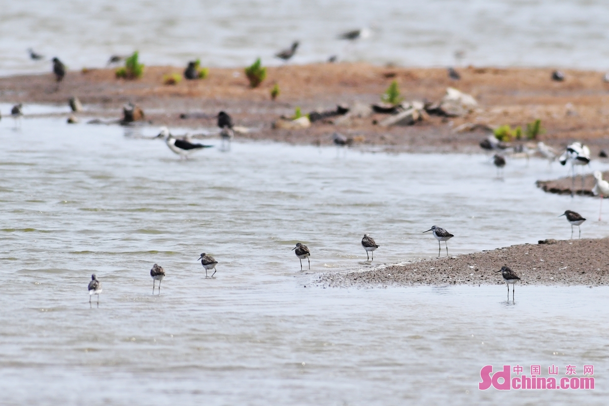 青岛：养殖滩涂成水鸟度夏“餐厅”
