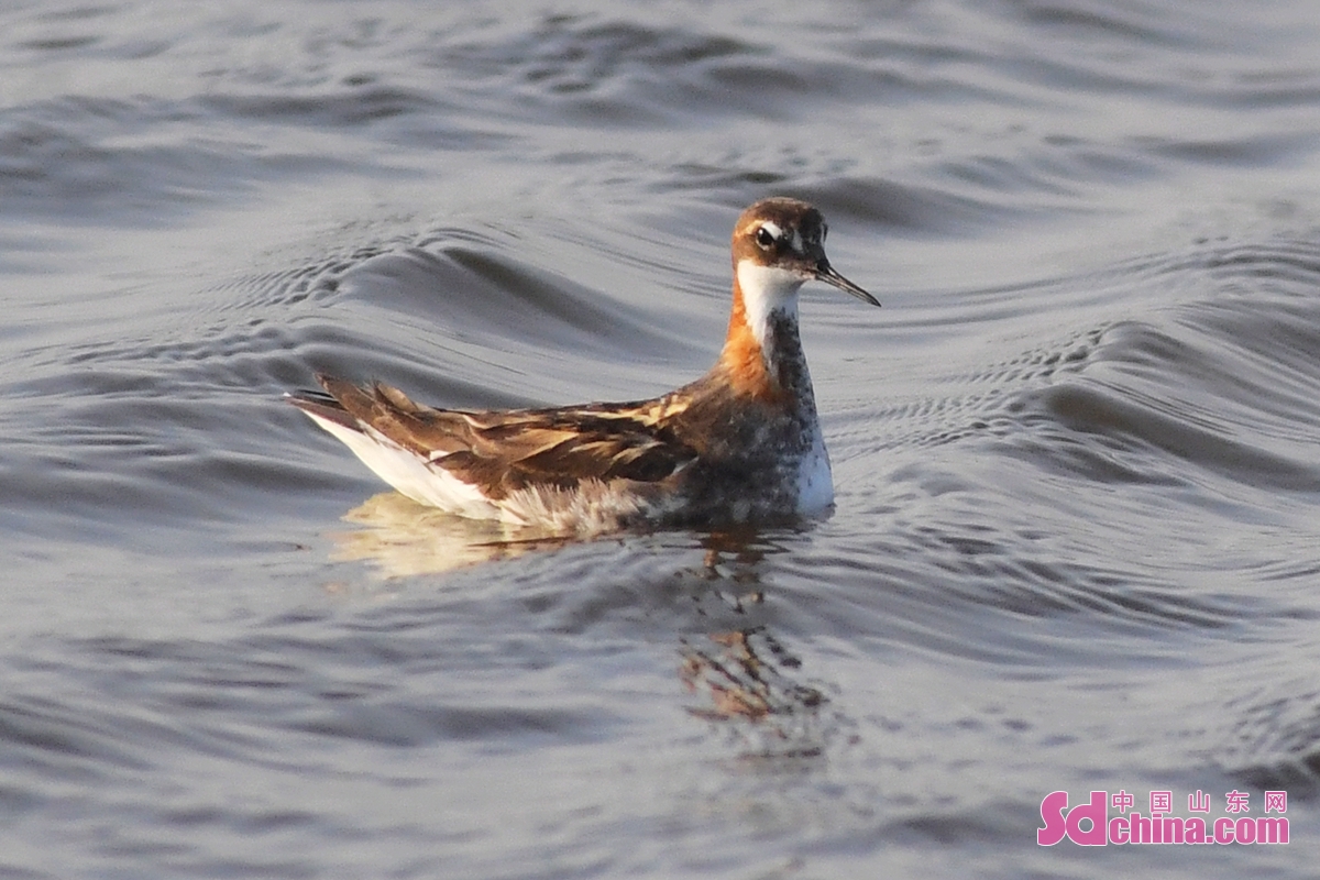 青岛：养殖滩涂成水鸟度夏“餐厅”