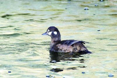 野鴨湖“羽翼”更豐 消失幾十年的鳥重回北京