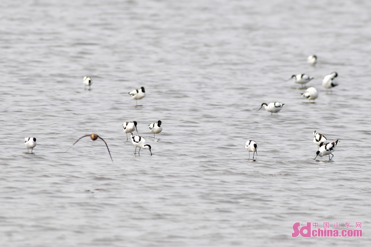 青岛：养殖滩涂成水鸟度夏“餐厅”
