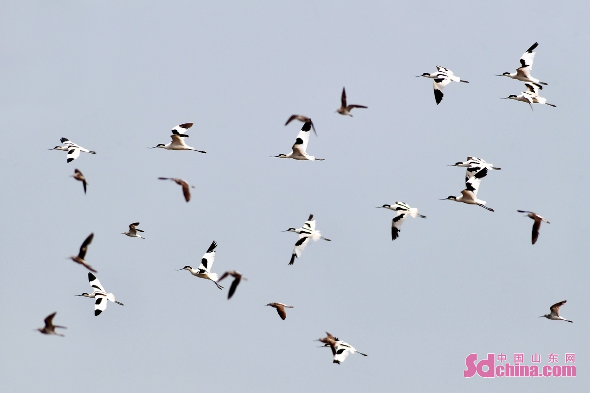 青岛：养殖滩涂成水鸟度夏“餐厅”