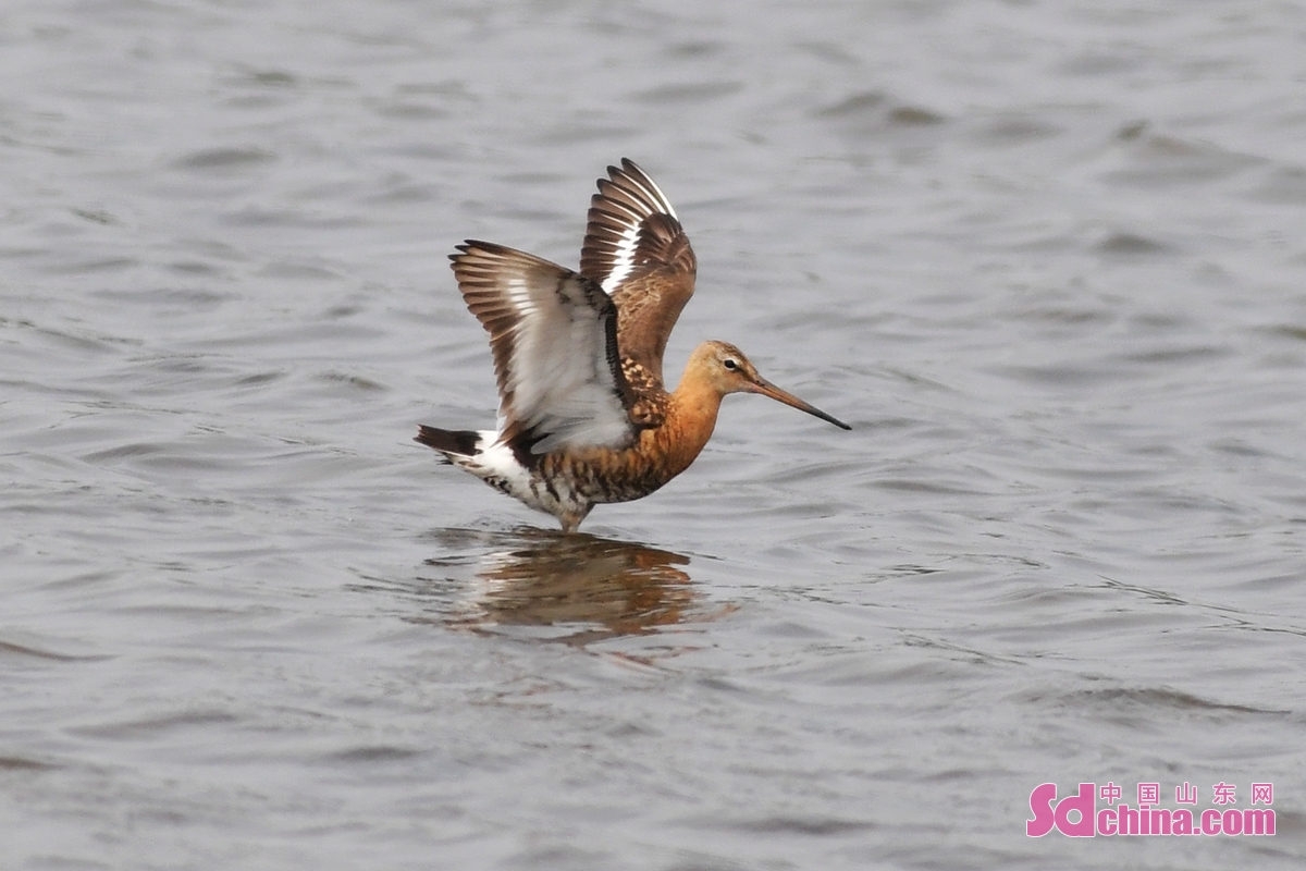 青岛：养殖滩涂成水鸟度夏“餐厅”