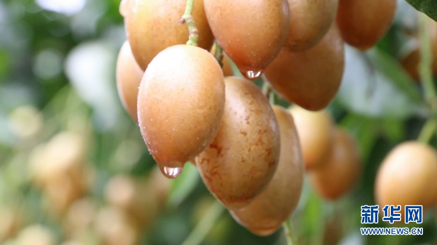 广东这个水果成熟了 满树金灿灿