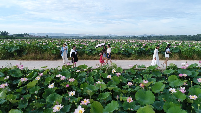 廣西寧明1500多畝荷花盡情綻放