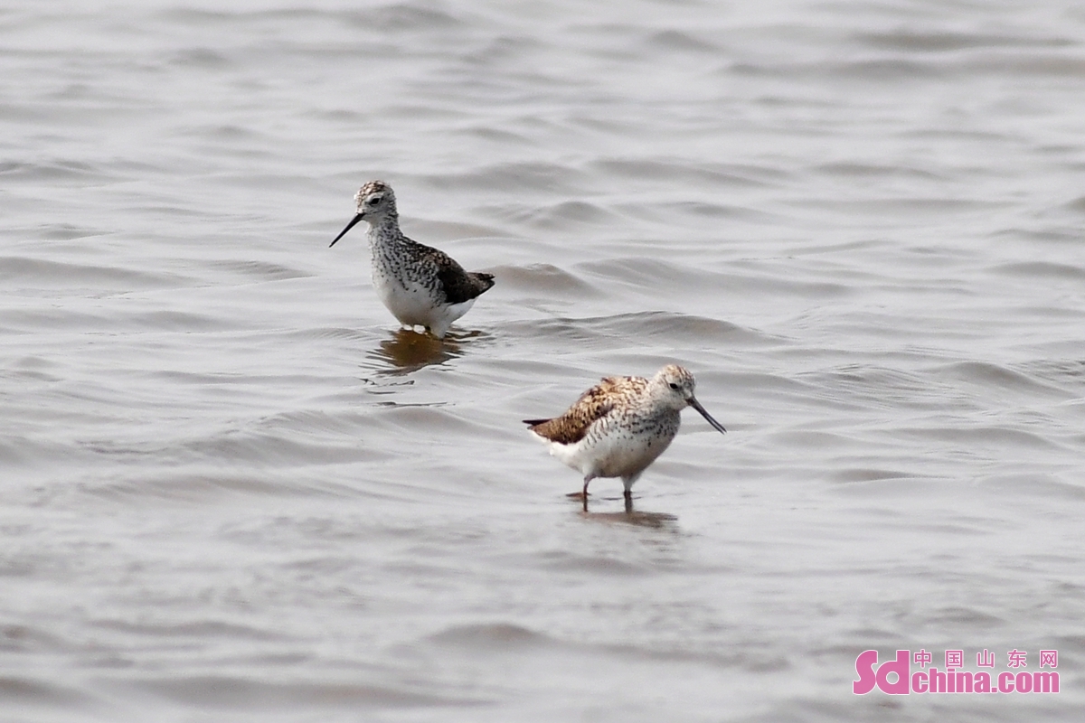 青岛：养殖滩涂成水鸟度夏“餐厅”
