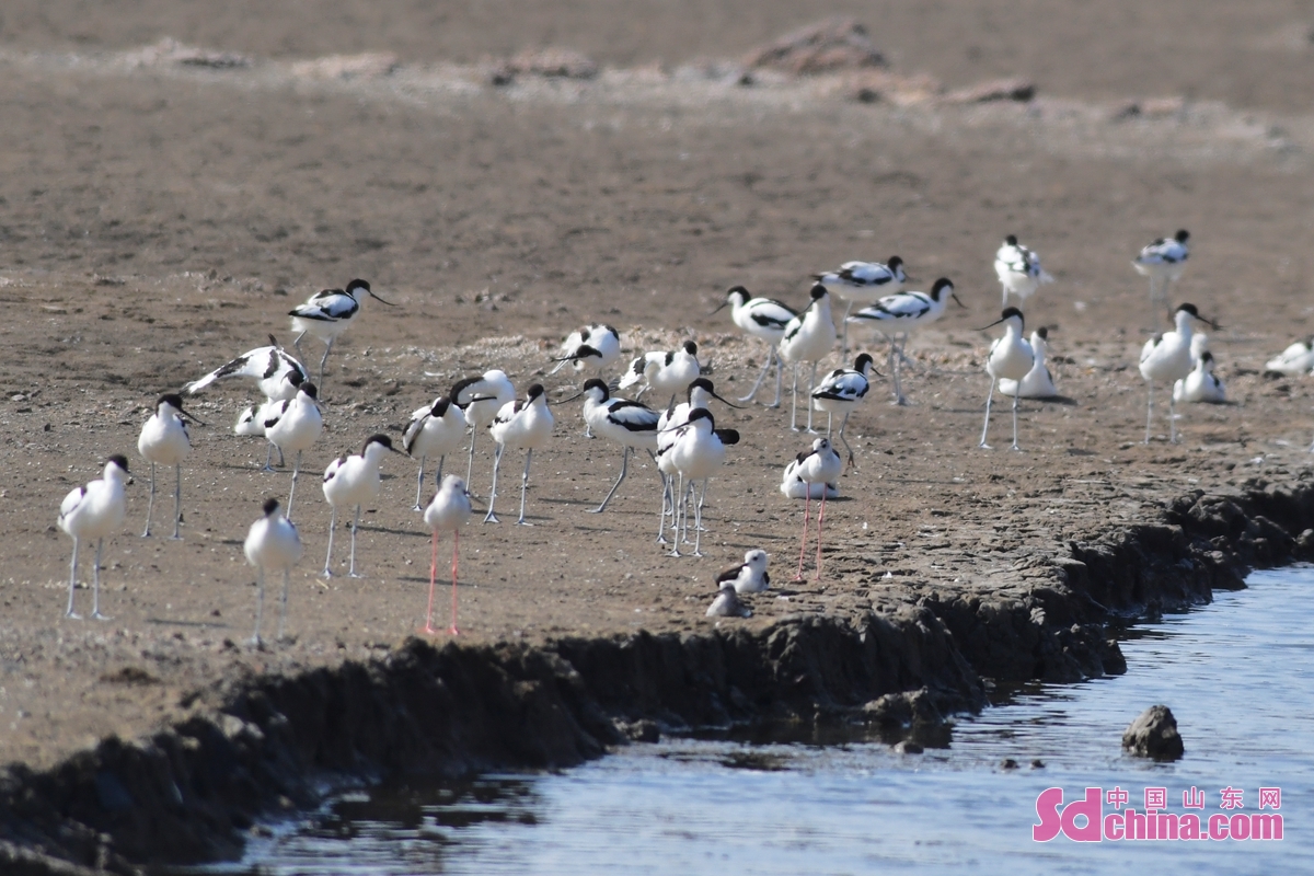 青岛：养殖滩涂成水鸟度夏“餐厅”