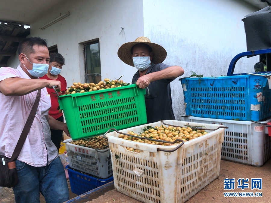 广东这个水果成熟了 满树金灿灿