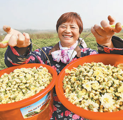 江苏连云港赣榆区班庄镇圈洪爽村的菊农正在采摘杭白菊.