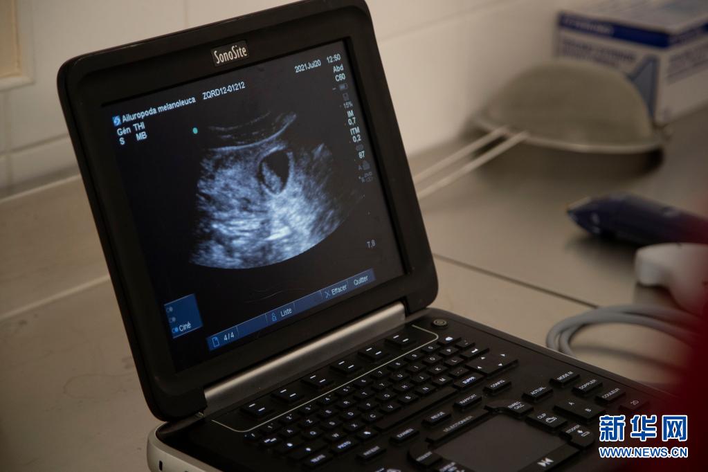 中国旅法大熊猫“欢欢”再次怀孕