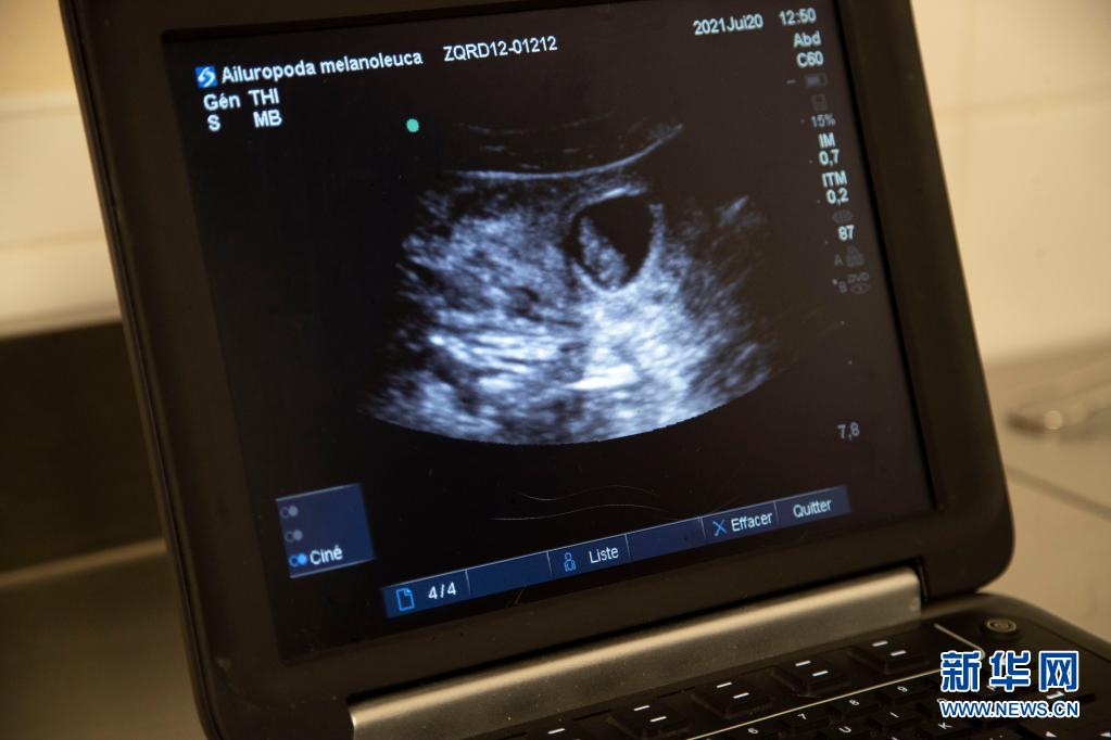 中国旅法大熊猫“欢欢”再次怀孕