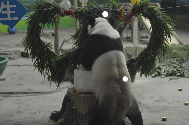 坐标中国最北熊猫馆 熊猫佑佑这样过生日