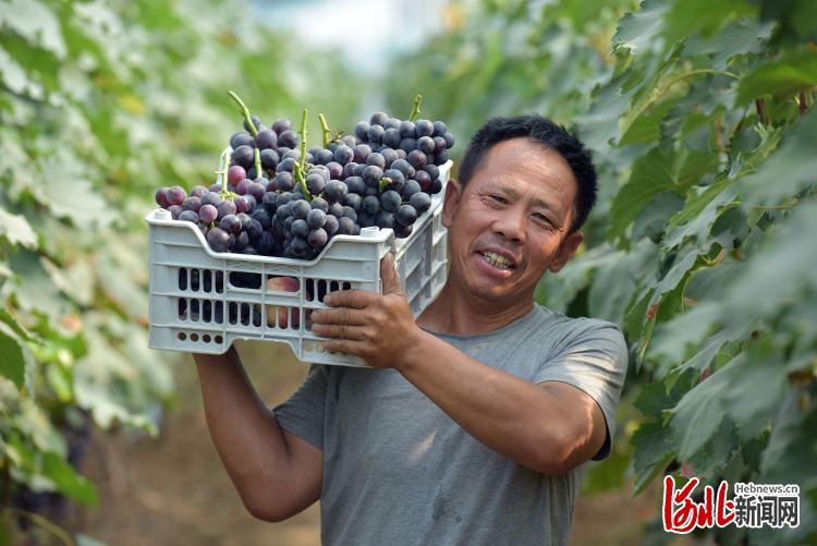 河北臨城：葡萄熟 農家樂