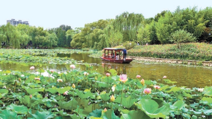 北京市屬公園超六成荷花進入盛花期