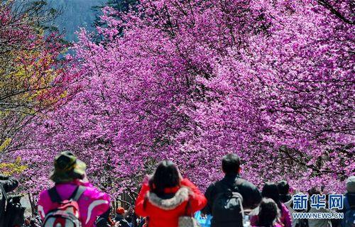 粉色樱花 世外桃源——在台湾武陵农场感受樱花季