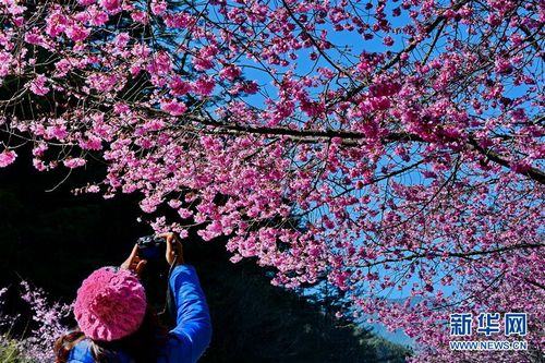 粉色櫻花 世外桃源——在臺(tái)灣武陵農(nóng)場(chǎng)感受櫻花季