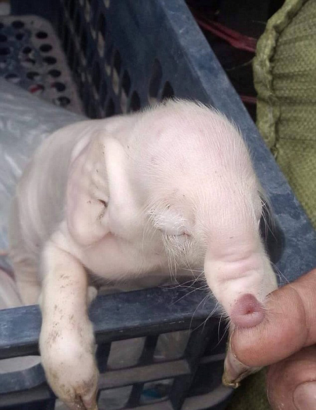 柬埔寨小猪酷似大象 鼻子长耳朵大(组图)