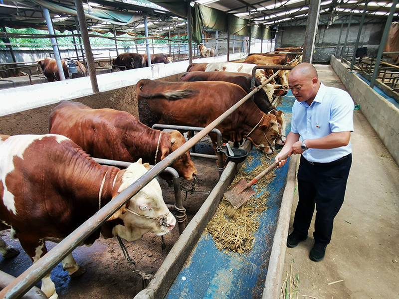 广元利州区人大代表、四季绣生态农庄总经理胡晓全：返乡创业圆梦 履职尽责为民_fororder_胡晓全喂养肉牛。刘仁-摄