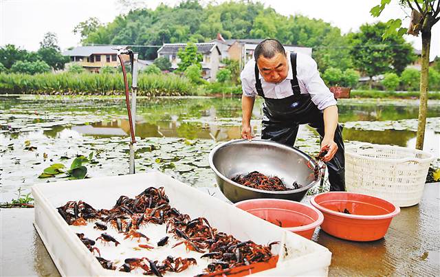 【能源环保 列表】重庆20多个区县开展“稻渔共生”