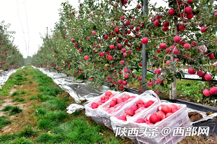 陜西“飛天蘋果”上線淘寶買菜 近場社區電商帶來農業數字化變革