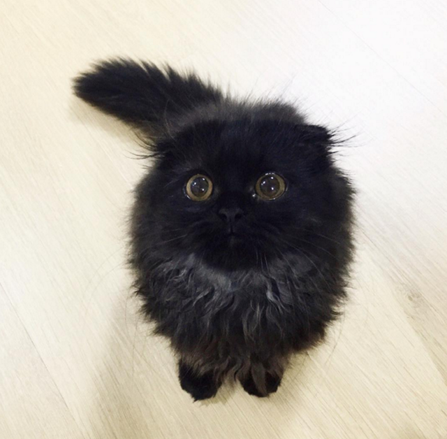 萌猫再度来袭 黑色喵星人无辜大眼走红网络(组图)