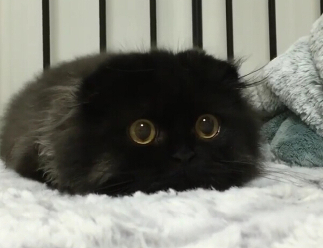 萌猫再度来袭 黑色喵星人无辜大眼走红网络(组图)