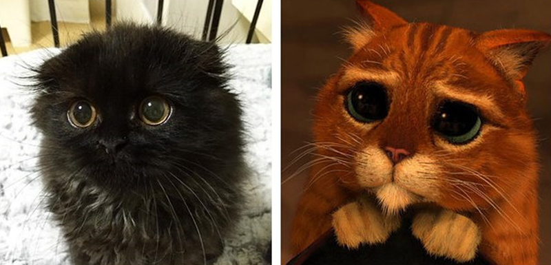 萌猫再度来袭黑色喵星人无辜大眼走红网络组图