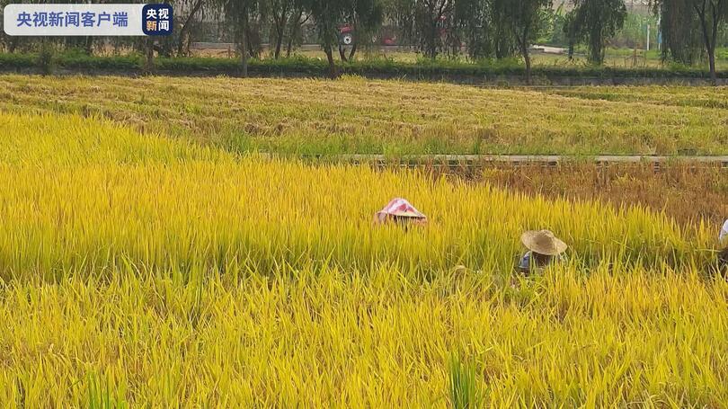 จีนเก็บเกี่ยว “ข้าวอวกาศ”_fororder_太空稻3