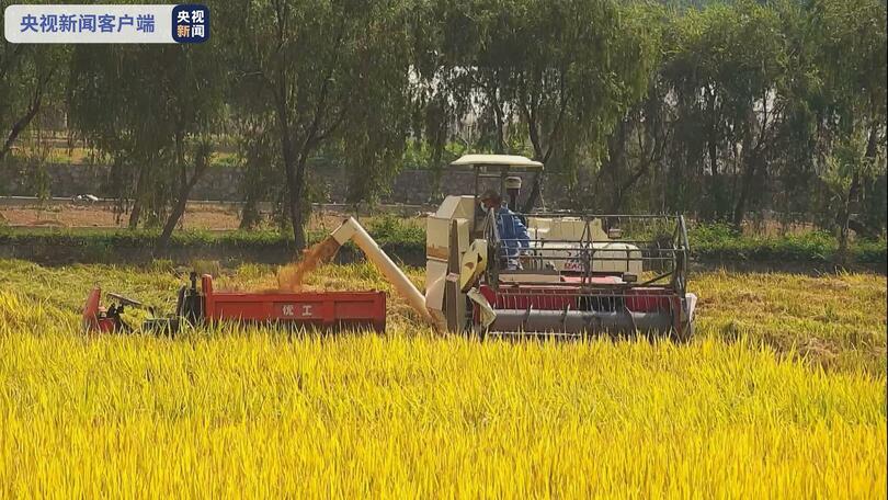จีนเก็บเกี่ยว “ข้าวอวกาศ”_fororder_太空稻2