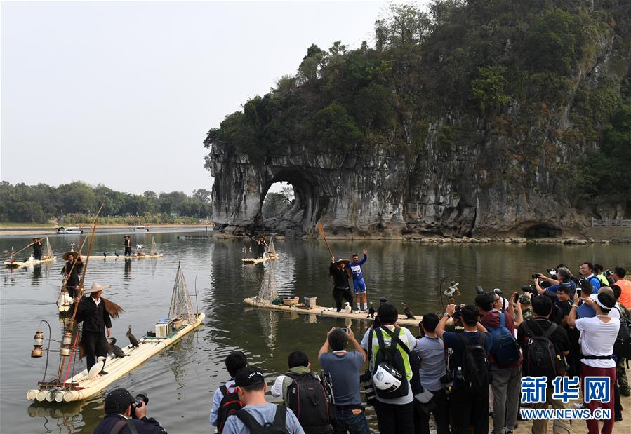 廣西桂林：魚鷹表演引遊客