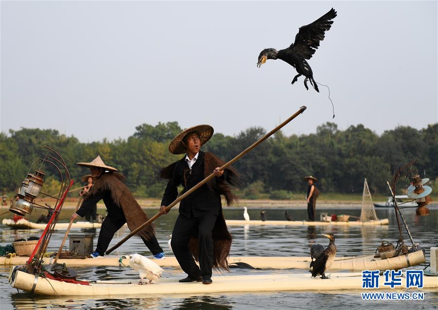 廣西桂林：魚鷹表演引遊客